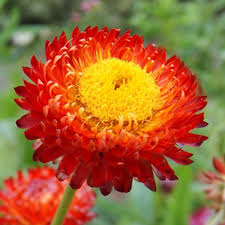 Image result for Helichrysum globosum