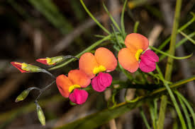 Image result for Rhynchotropis