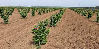 Aici ne tutuim, vorbim, ne imprietenim. Infiintarea Plantatiei Cu Aluni Idei Afaceri Agricole Sfatul Gradinavesela Ro