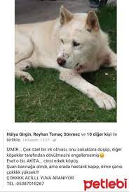 ucretsiz kopek sahiplenme ilanlari kopek hayvan yavru kopek