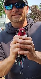 Injured red headed woodpecker rescue in Eau Claire area