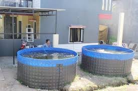Selain itu, akan lebih baik jika kolam pemeliharaan dibuatkan penutup agar induk lele merasa nyaman dikolam. Murah Jual Kolam Terpal Udang Vaname Murah Berkualitas Kolam Terpal Ikan Air Tawar