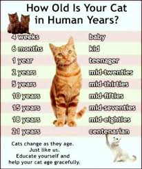 Or that each cat year is. How To Tell How Old A Kitten Is Kitten Care 2021