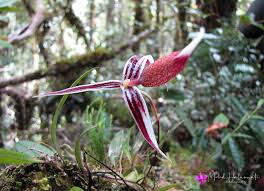 Image result for Bulbophyllum rugosibulbum