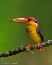 Make social videos in an instant: Oriental Dwarf Kingfisher Ceyx Erithaca Konkan India Birdsforlife Ganeshjayaraman Kingfisher Animal Planet Ganesh