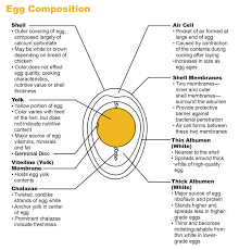 Foodservice Overview American Egg Board