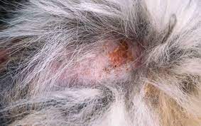 Some bites and stings are seriously. How To Treat Bug Bites On Your Dog According To Vets