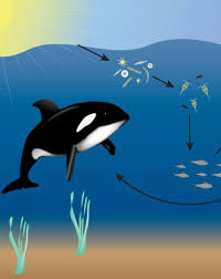 Food chain for kids | periwinkle lets study the food chain in this animated video! Ocean Food Web Science Project Education Com