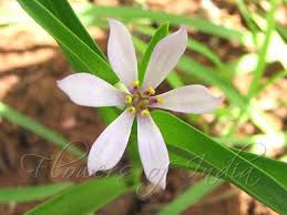 Image result for Iphigenia pauciflora