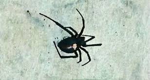 Black widows are one of the most. Montana Black Widow Spider Watch Montana Hunting And Fishing Information
