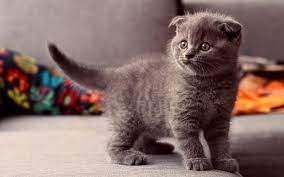 They seem powerful, having a broad chest and some really thick legs. Wallpaper Animals Whiskers Russian Blue British Shorthair Scottish Fold Kitten Fauna Vertebrate Cat Like Mammal Small To Medium Sized Cats Carnivoran Domestic Short Haired Cat Chartreux Korat Nebelung 2560x1600 Sweetcandy94