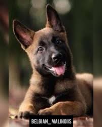Puppies Malinois Puppies Belgian Malinois Puppies Belgian Malinois Dog