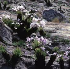 Image result for Xerophyta retinervis