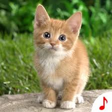 Don't forget to bookmark this page and then come back. Get Cat Sounds Cool Animal Ringtones Microsoft Store