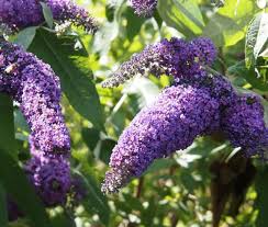 Buy bare root butterfly bush seedlings for sale online by our nursery. Butterfly Bush Violet Buddleia Davidii Seeds