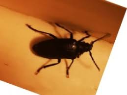 Hab mal ein video gemacht. Schwarzer Nachtaktiver Kafer Sagebock Prionus Coriarius Bestimmungsanfragen Das Neue Naturforum