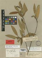 Image result for Hunteria zeylanica