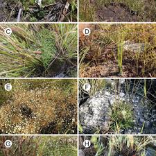 Image result for Syngonanthus longibracteatus