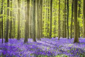 We did not find results for: Ultimate Guide To Bluebells Hyacinthoides Non Scripta Petal Republic