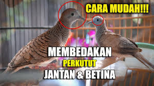 Sudah banyak yang menjadikan ikan gabus ini sebagai ajang bsnis ikan hias, yaitu dengan cara usaha budidaya ikan gabus yang tentunya. Cara Membedakan Perkutut Jantan Dan Betina Youtube