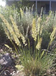 Image result for Mellera lobulata