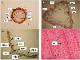 Image result for Cyperus niveus
