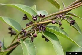 Image result for Vincetoxicum afrum