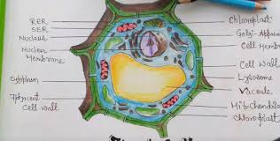 Around 1838, an animal physiologist, theodor schwann, and a botanist, matthias schleiden, put forth the unprecedented work on the concept of cells as the building blocks of all living organisms. What Are The Similarities Of Plant And Animal Cells Brainly
