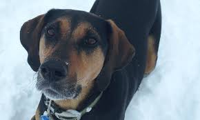 Black And Tan Coonhound Mixed With Lab Black And Tan Coonhound Border Collie Mix Border Collie Mix Coonhound Collie Mix