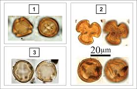 Image result for Rhizophoraceae