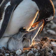 Cristina Mittermeier On Instagram A Gentoo Penguin Feeds Its Young Tucked Into Their Nest Made Of Stones Did You Know Penguins Travel Fun Travel Aesthetic