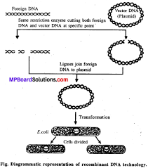Mp Board Class 12th Biology Solutions Chapter 12 Biotechnology And Its Application Biotechnology Biology Dna Technology