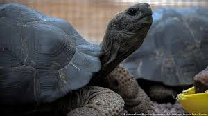Select from premium galapagos turtle of the highest quality. Galapagos Islands 123 Baby Tortoises Reported Stolen News Dw 06 10 2018