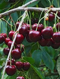 Full sun also has the added benefit of helping to control fungal diseases that can affect cherry trees. Tehranivee Cherry Fruit Trees For Sale Dwarf Fruit Trees Cherry Fruit Tree