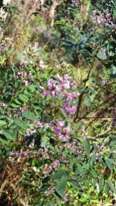 Image result for Indigofera drepanocarpa