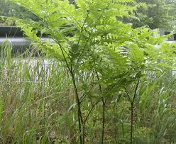 Image result for Pteridium aquilinum