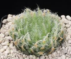 Image result for Oncocalyx bolusii