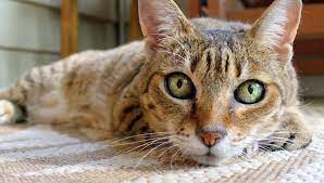 My Cat Has Hot Ears Is He Sick Tailslife Blog