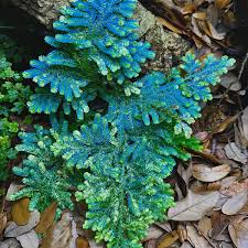 Image result for Selaginella kivuensis