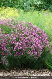Image result for Vernonia schlechteri