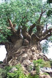 El árbol de Noé.... | Fotografía de árboles, Arbol fotos, Talla de árbol