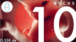 Ssw nun fötus, und nicht mehr embryo, genannt, denn die. 10 Ssw 10 Schwangerschaftswoche D Ssk De Youtube