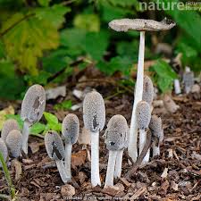 Image result for Coprinus lagopus