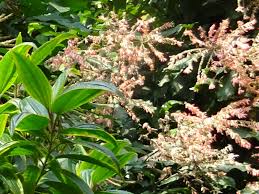 Image result for Triplaris americana