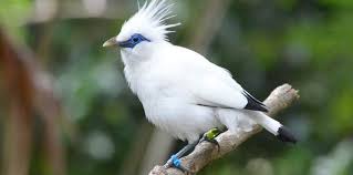 Pendahuluanindonesia merupakan salah satu negara yang memiliki keanekaragaman hayati (biodiversity) tertinggi di dunia, sehingga mendapat julukan megadiversity country. Flora Dan Fauna Khas Bali Flora Dan Fauna Khas Bali