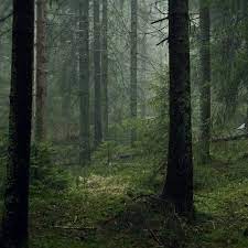 Find over 100+ of the best free forest aesthetic images. Aesthetic Arts Infp Slytherin Forest Forest Mushrooms Request