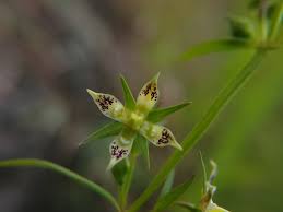 Image result for Swertia welwitschii