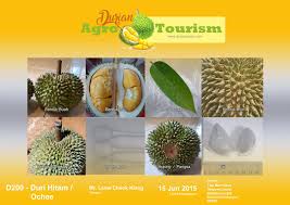 Semoga pokok ini akan hidup subur dan. Gambar Durian Duri Hitam