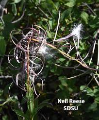 Image result for Ocimum angustifolium