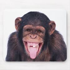 laughing monkey mouse pad zazzle com funny monkey pictures monkey pictures monkeys funny